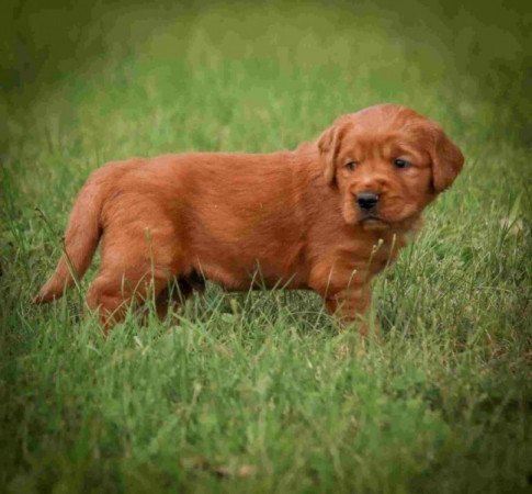 Golden retriever