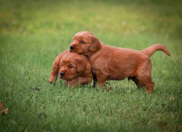 Golden retriever