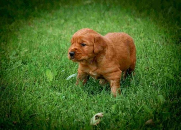 Golden retriever