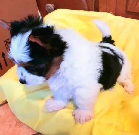 Biever yorki yorkshire