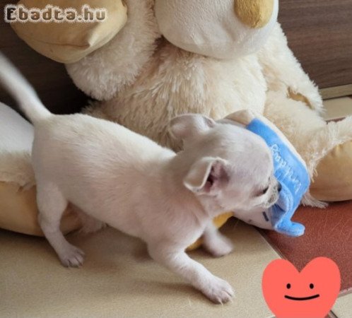 Cegléden csivava kislány