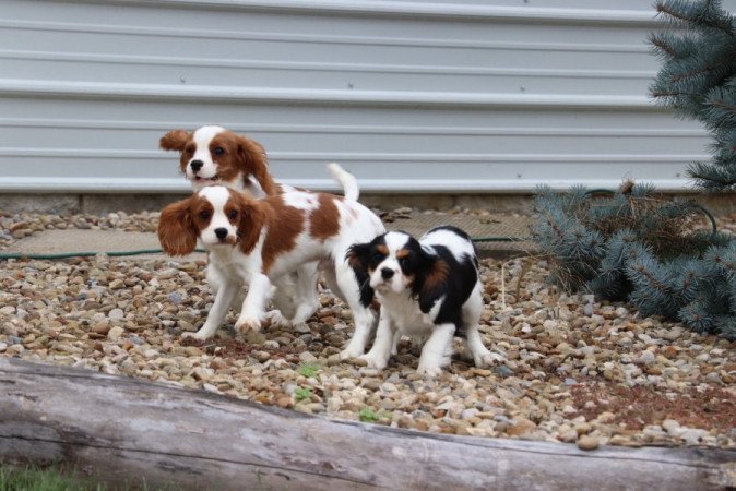 Cavalier King Charles Spániel