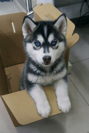 szibériai husky