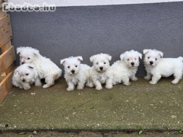 Wesie kiskutyák keresik új gazdijukat