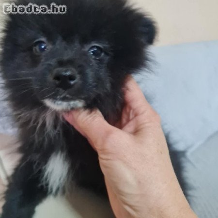 Gazdit keres 2 törpe spitz