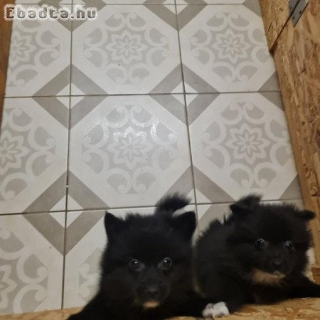 Gazdit keres 2 törpe spitz