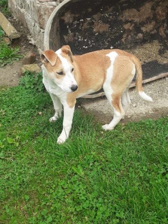 Amerikai Staffordshire terrier - Bordie collie