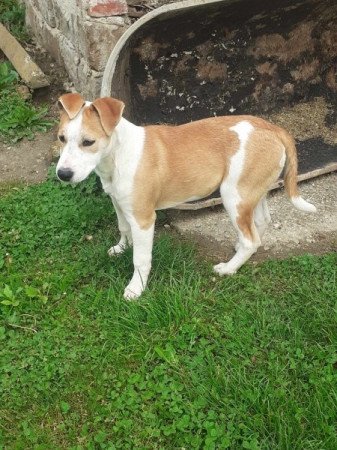 Amerikai Staffordshire terrier - Bordie collie