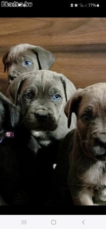 Cane Corso kutyus törzskönyves szülőktöl