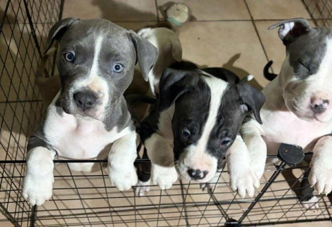 Staffordshire terrier