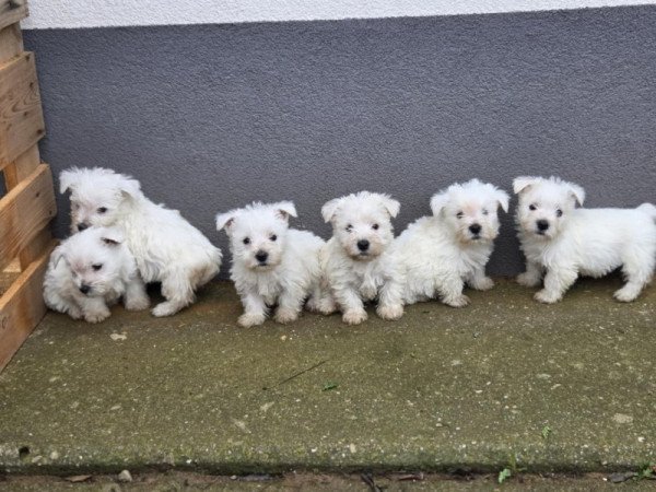 west highland white terrier