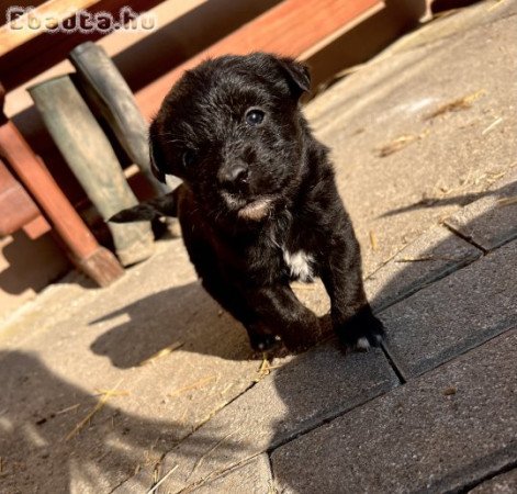 Border Collie jellegű kiskutyák