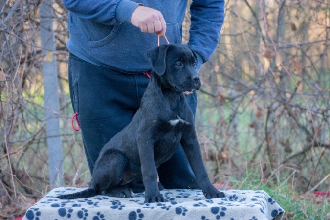 Cane Corso