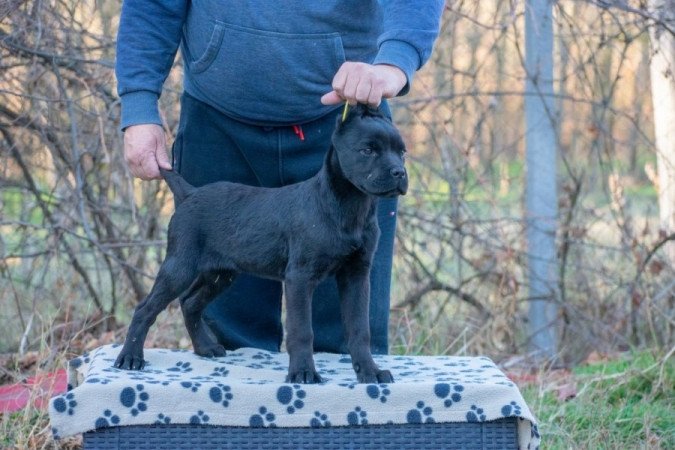 Cane Corso