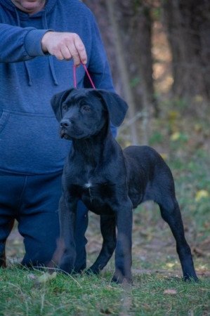 Cane Corso