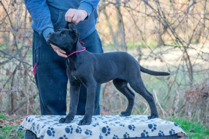Cane Corso