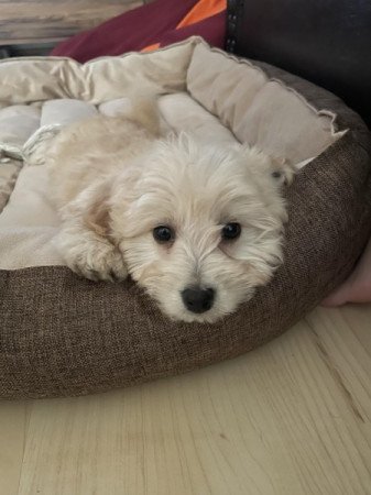 Maltipoo maltai selyem es torpe uszkar