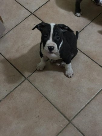 Staffordshire terrier