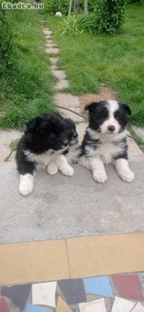 Border collie kiskutyák eladók