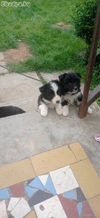 Border collie kiskutyák eladók