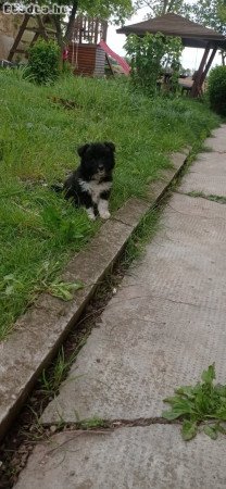 Border collie kiskutyák eladók