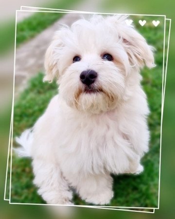 Bichon havanese