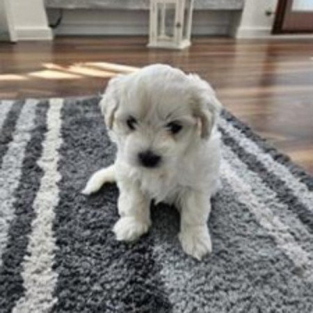 Bichon havanese