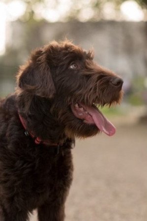 Labradoodle