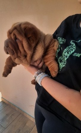 Shar pei sharpei shar-pei