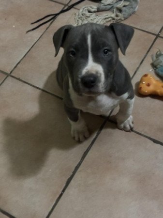 Staffordshire terrier