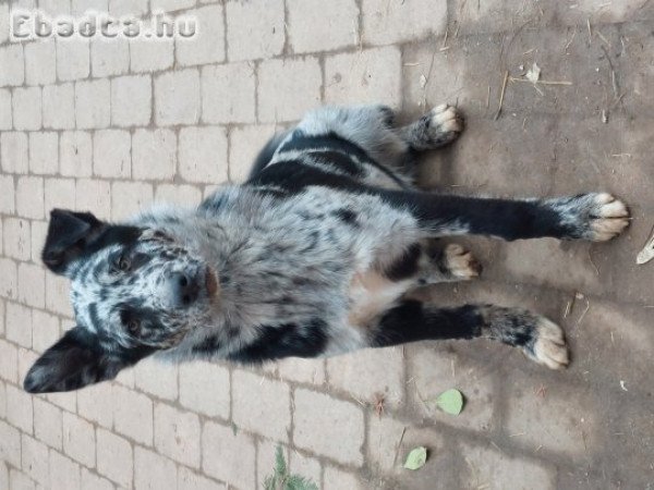 Border Collie x Akita jellegű 6 hónapos kutyus