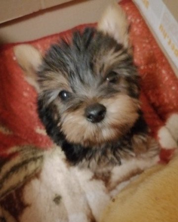 Yorkshire terrier