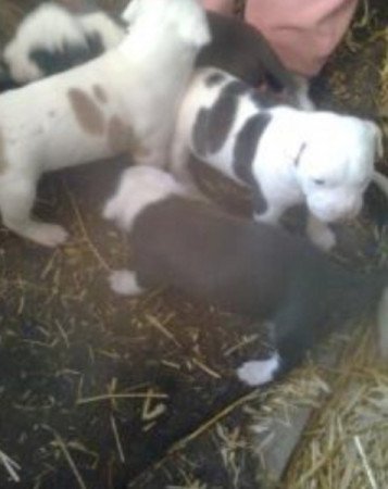 Staffordshire terrier