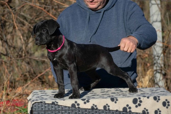 Cane Corso