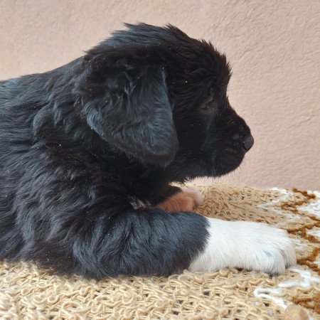 Közép ázsiai juhászkutya