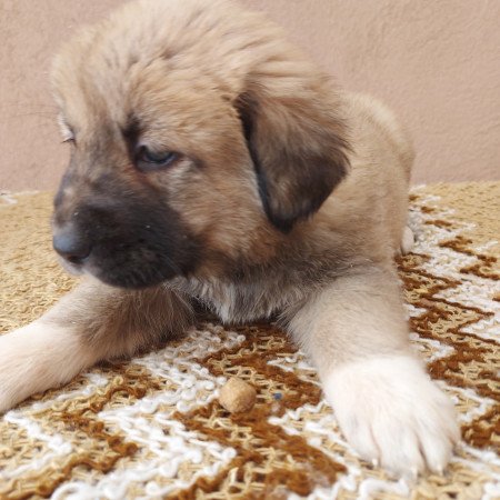 Közép ázsiai juhászkutya