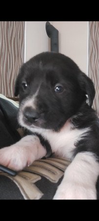 Közép ázsiai juhászkutya