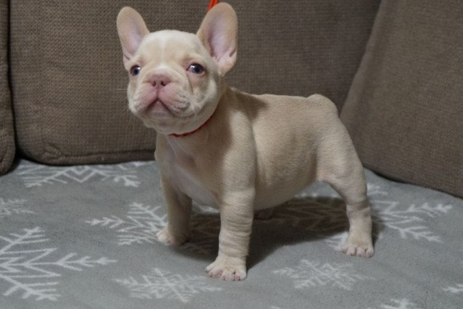 Francia Bulldog