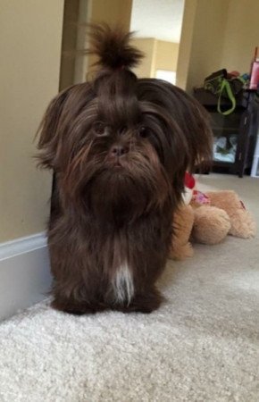 Shih tzu