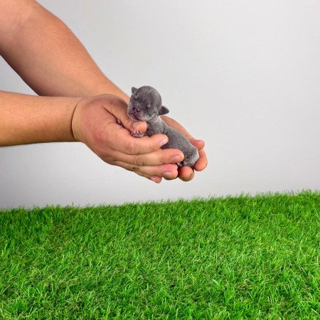 Törzskönyves Csivava kiskutya