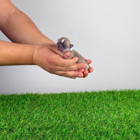 Törzskönyves Csivava kiskutya