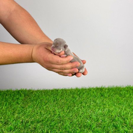 Törzskönyves Csivava kiskutya