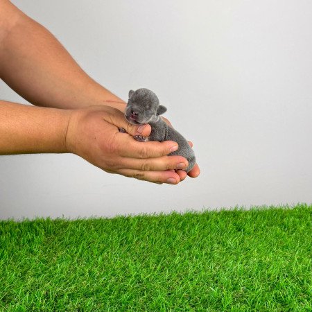 Törzskönyves Csivava kiskutya