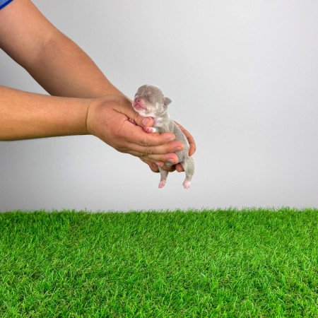 Törzskönyves Csivava kiskutya