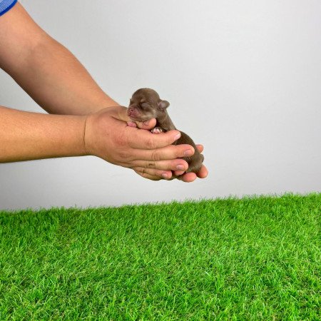 Törzskönyves Csivava kiskutya