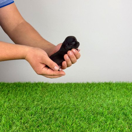 Törzskönyves Csivava kiskutya