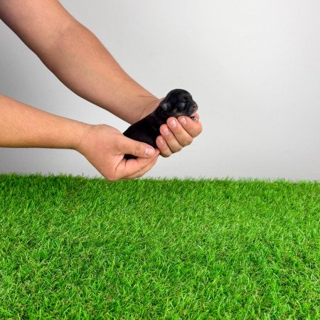 Törzskönyves Csivava kiskutya