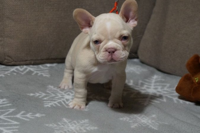 Francia Bulldog