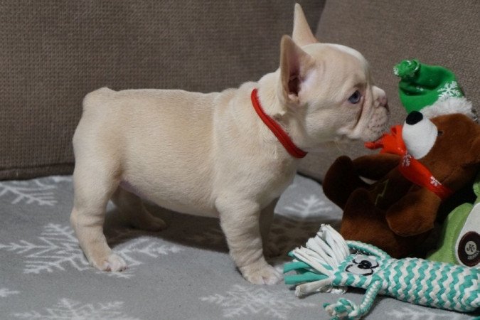 Francia Bulldog