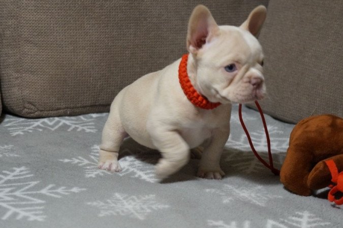 Francia Bulldog